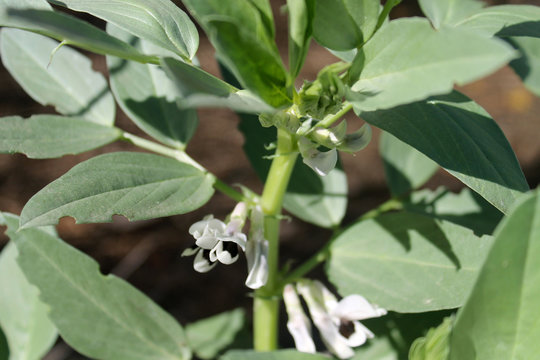 flor de haba