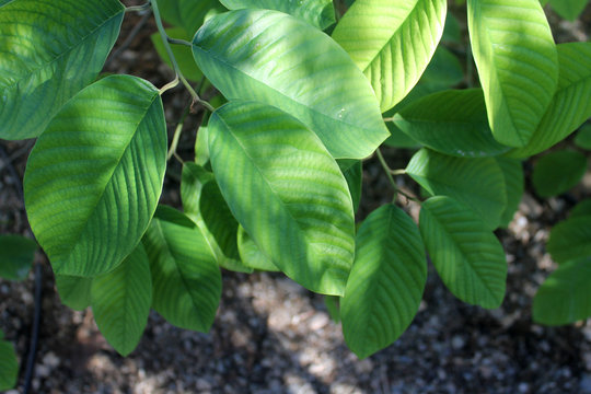 hojas del arbol de chirimoya