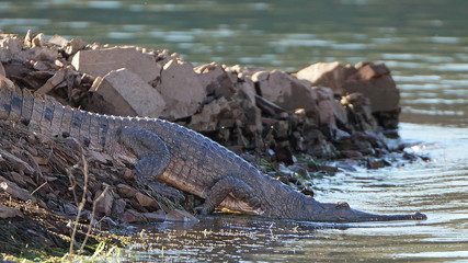 Australian Freshwater Crocodile - Kimberley Region, Western Australia