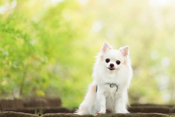 石段に座るチワワ