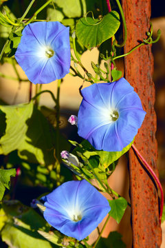 Blue, white and yellow "Dwarf Morning Glory" flower.