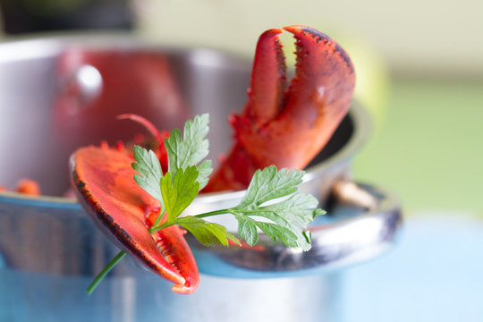 Lobster in boiling water in a pot with parsley fun seafood concept