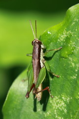 grasshopper