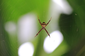 spider