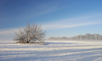 Fototapeta na wymiar Lonely tree at winter morning