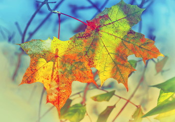 winter and autumn met two maple yellow red leaves on a snow background