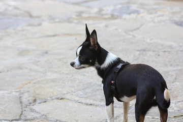 Black and white chihuahua walking in the countryside