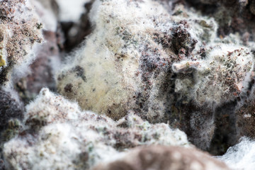 Fungus in Coffee grounds for Education in laboratories.