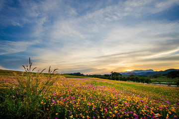 beautiful landscape image with cosmos flower field at sunset.
