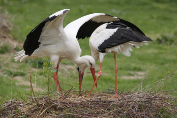 Storchen Paar beim Nestbau, Ciconia ciconia