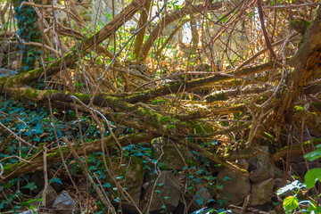 Trunk full of moss and vegetation