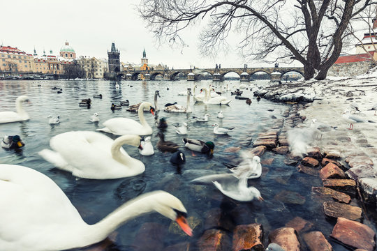 Prague Charles bridge during sunrise. Europe, Czech republic.