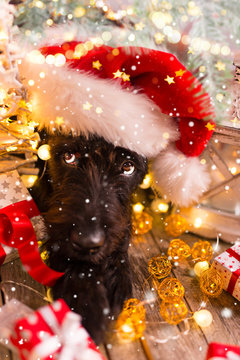 Black dog in santa cap