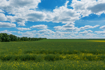 Rapeseed yellow green field in spring, abstract natural eco seasonal floral background