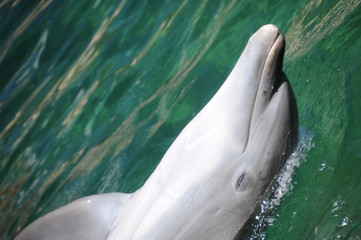 Dolphin' backstroke of Ko Lina beach resort inHawaii