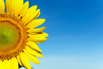 Sunflower with blue sky background. with copy space for your text message