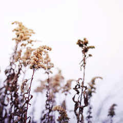 Dry grass field. Autumn background with a dry grass