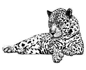 Hand drawn sketch style leopard. Vector illustration isolated on white background. © Ecaterina Sciuchina