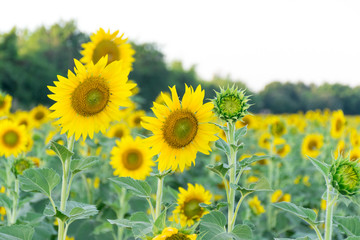 Fototapeta premium sunflower and sunglasses background is sky.