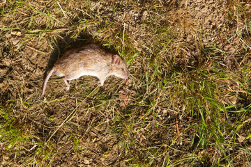 Dead mouse on ground