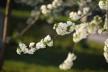 Blosom flowers on tree