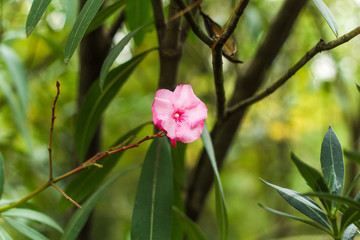 beautiful blooming pink oleander flower in a garden