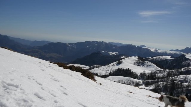 Trekking in inverno sulla neve con il cane pastore