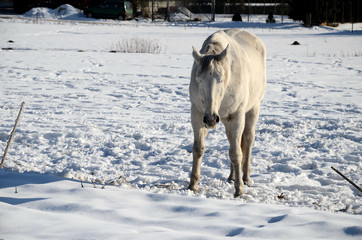 White horse on a snowy meadow in winter