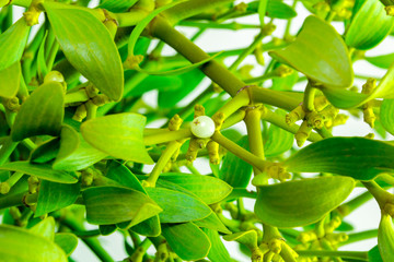 Viscum album, mistletoe branch, family Santalaceae, white berry fruits on white