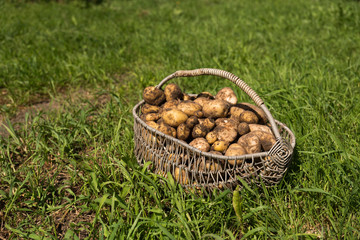 Potato harvest