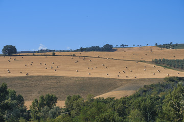 Obraz premium Landscape near Loreto Aprutino (Abruzzi) at summer