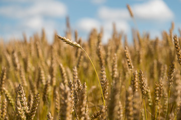 Cereal fields