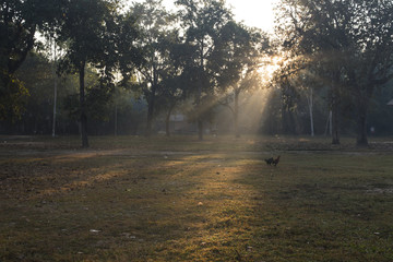 Winter with morning sun shade through tree