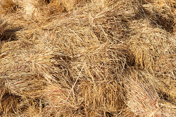 Pile of straw background