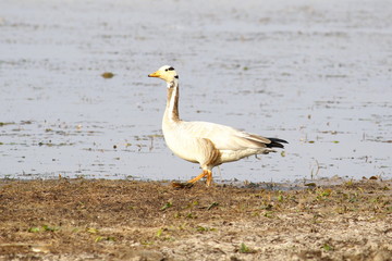 Bar Headed Goose