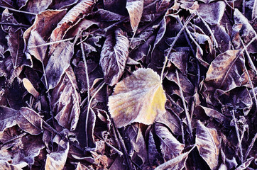 Frosted dry autumn leaves.