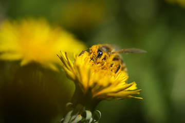 Bee collecting pollen on dendelion flower
