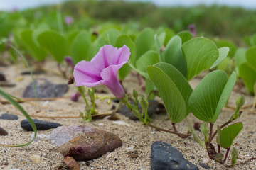 Close up  Morning glory flower