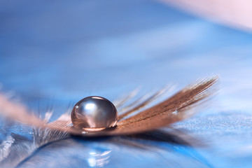 Drop on the feather. Abstract beautiful macro. Artistic image. © Yulia