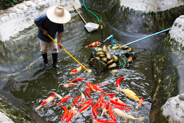Gardener with a straw hat cleaning the koi fish in fish pond.