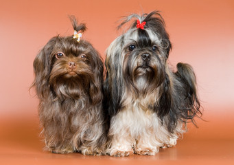 Two Russian Colored Bolognese in the Studio