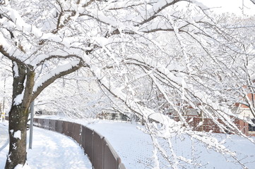 雪道
