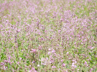 Obraz premium Wild Flowers