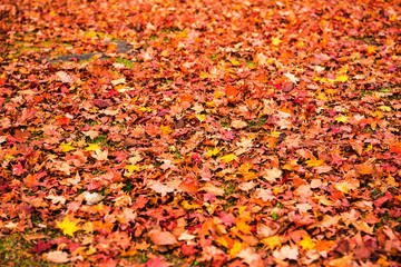 Autumn leaves background, The leaves change color