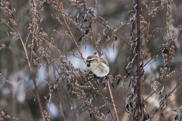 Common redpoll female eating grass. Cute little north songbird. Bird in wildlife.
