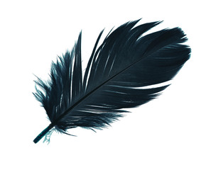 Beautiful Prussian blue feather isolated on white background