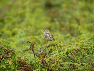 Fototapeta premium Song Thrush