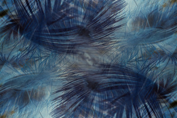 Colorful feather blue and brown texture background