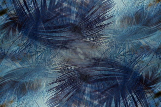 Colorful feather blue and brown texture background