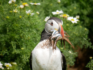 Puffin with Sandeels